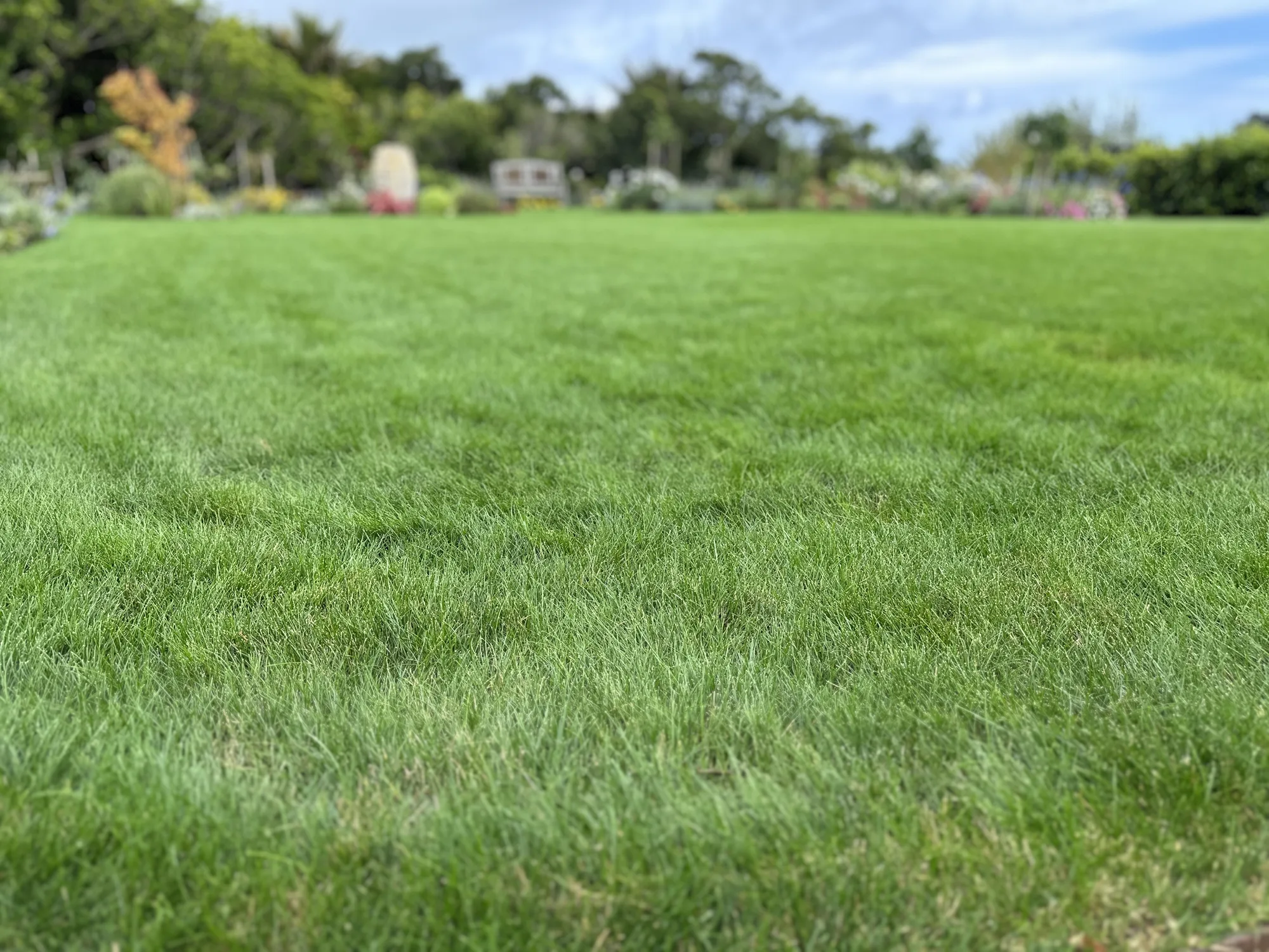 Established fine fescue lawn maintained on the turf programme